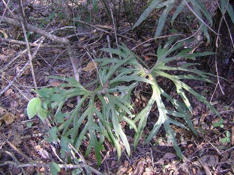 Image of Anthurium podophyllum (Cham. & Schltdl.) Kunth