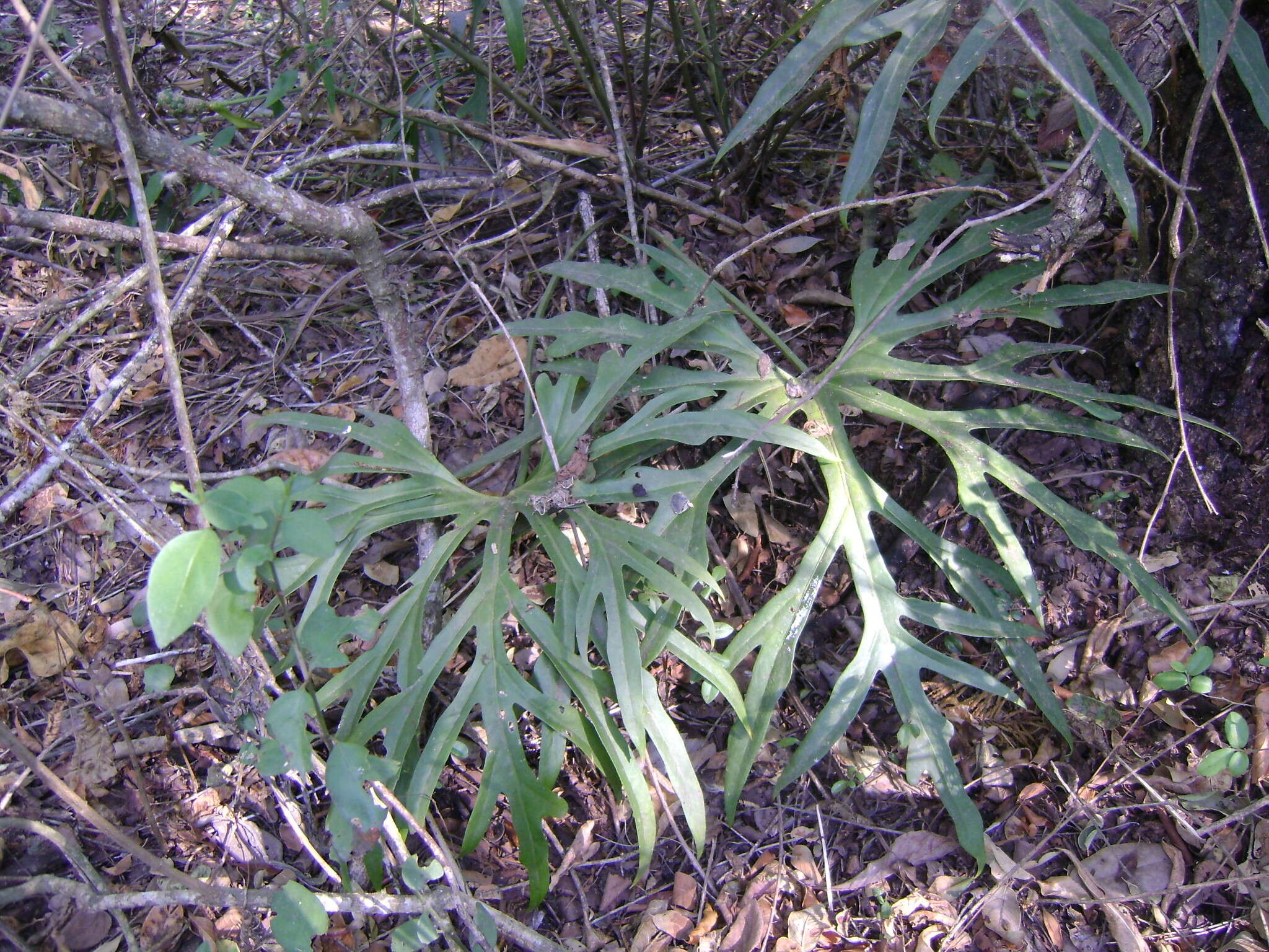 Image of Anthurium podophyllum (Cham. & Schltdl.) Kunth