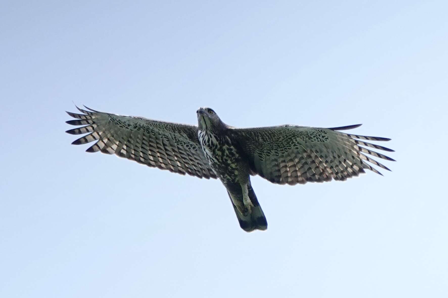 Nisaetus cirrhatus limnaeetus (Horsfield 1821) resmi