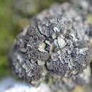 Image of spilonema lichen