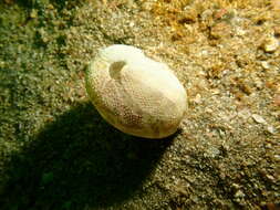 Image of Keeled Heart Urchin