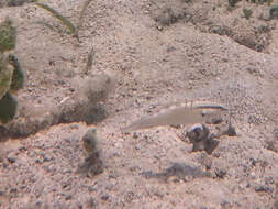 Image de Amblygobius stethophthalmus (Bleeker 1851)