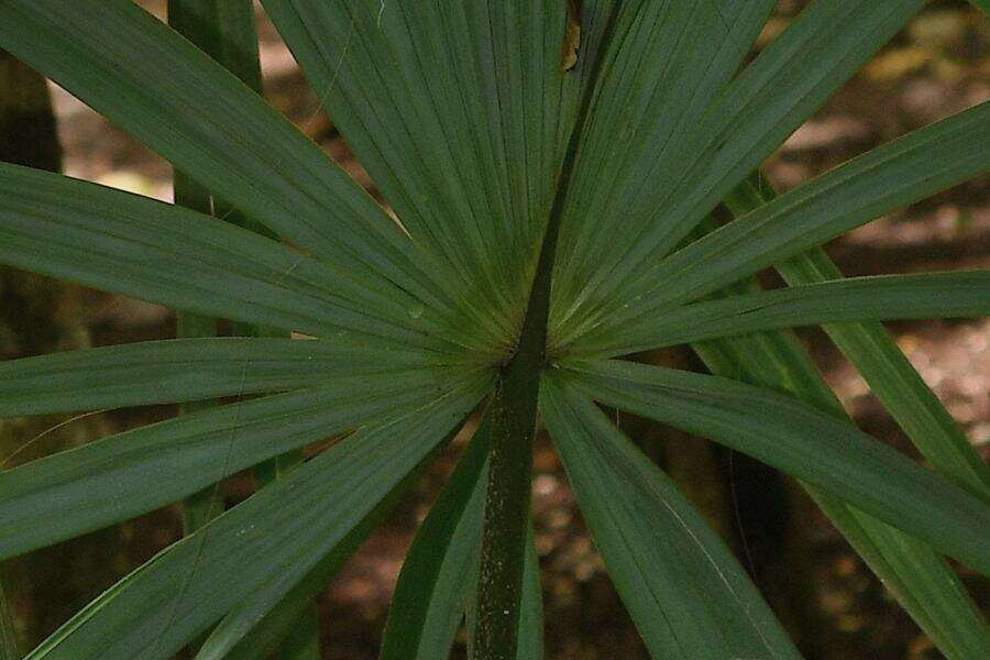 Image of Sabal yapa C. Wright ex Becc.