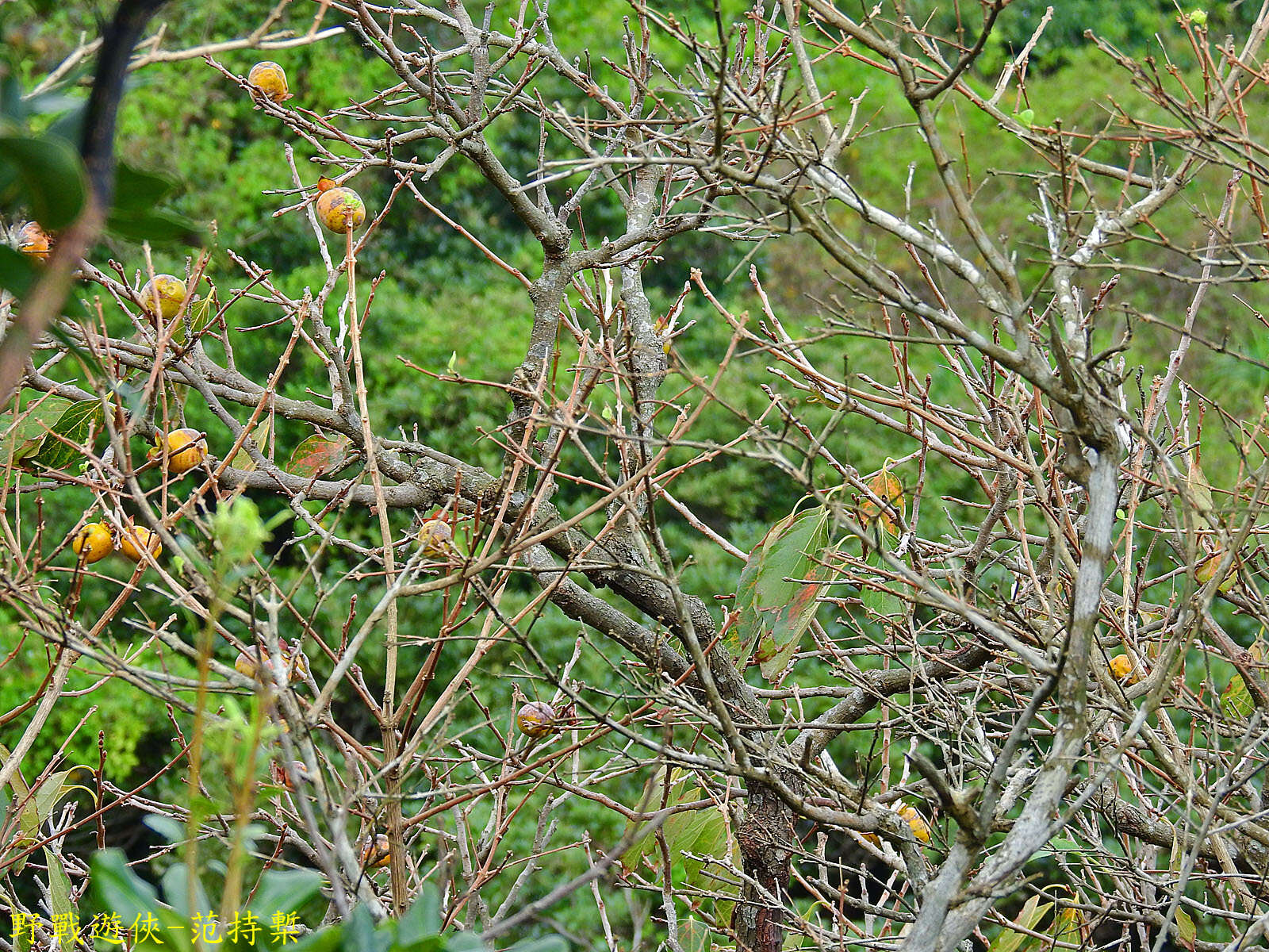 Image of Diospyros oldhamii Maxim.