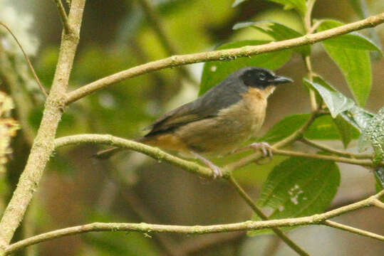 Image of Black-eared Hemispingus