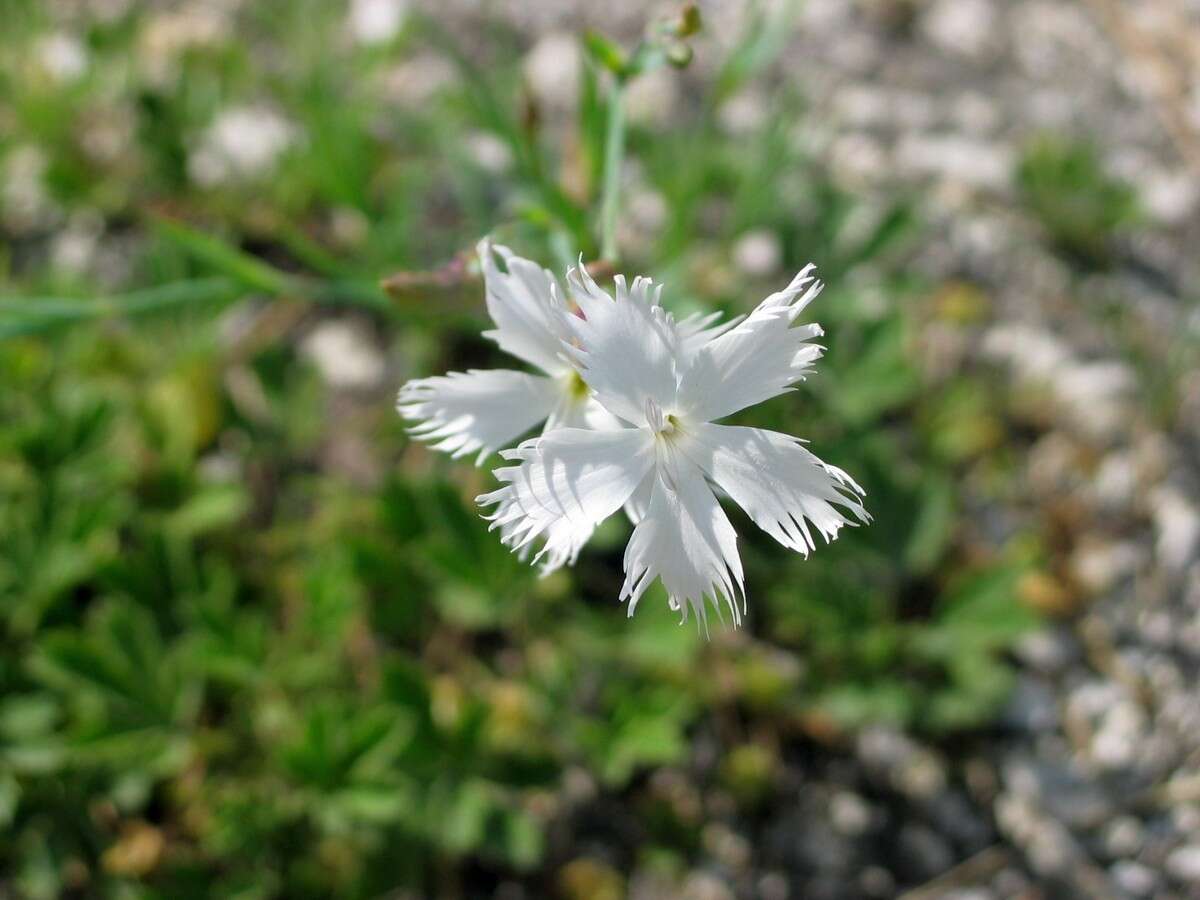 Image of Dianthus plumarius subsp. regis-stephani (Rapaics) Baksay