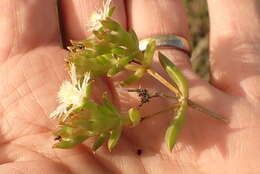 Image of Delosperma inconspicuum L. Bol.