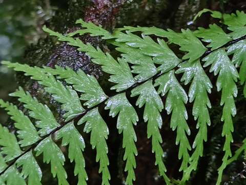 Sivun Asplenium dissectum Sw. kuva