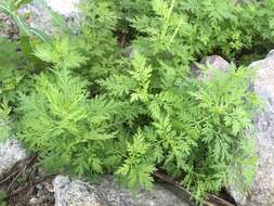 Image of sweet sagewort