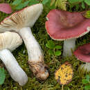 Image of Russula rivulicola Ruots. & Vauras 2000