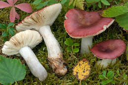 Image de Russula rivulicola Ruots. & Vauras 2000