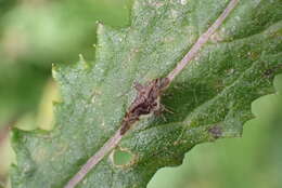 Image of Asterivora colpota Meyrick 1911