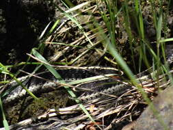 Image of Thamnophis elegans elegans (Baird & Girard 1853)