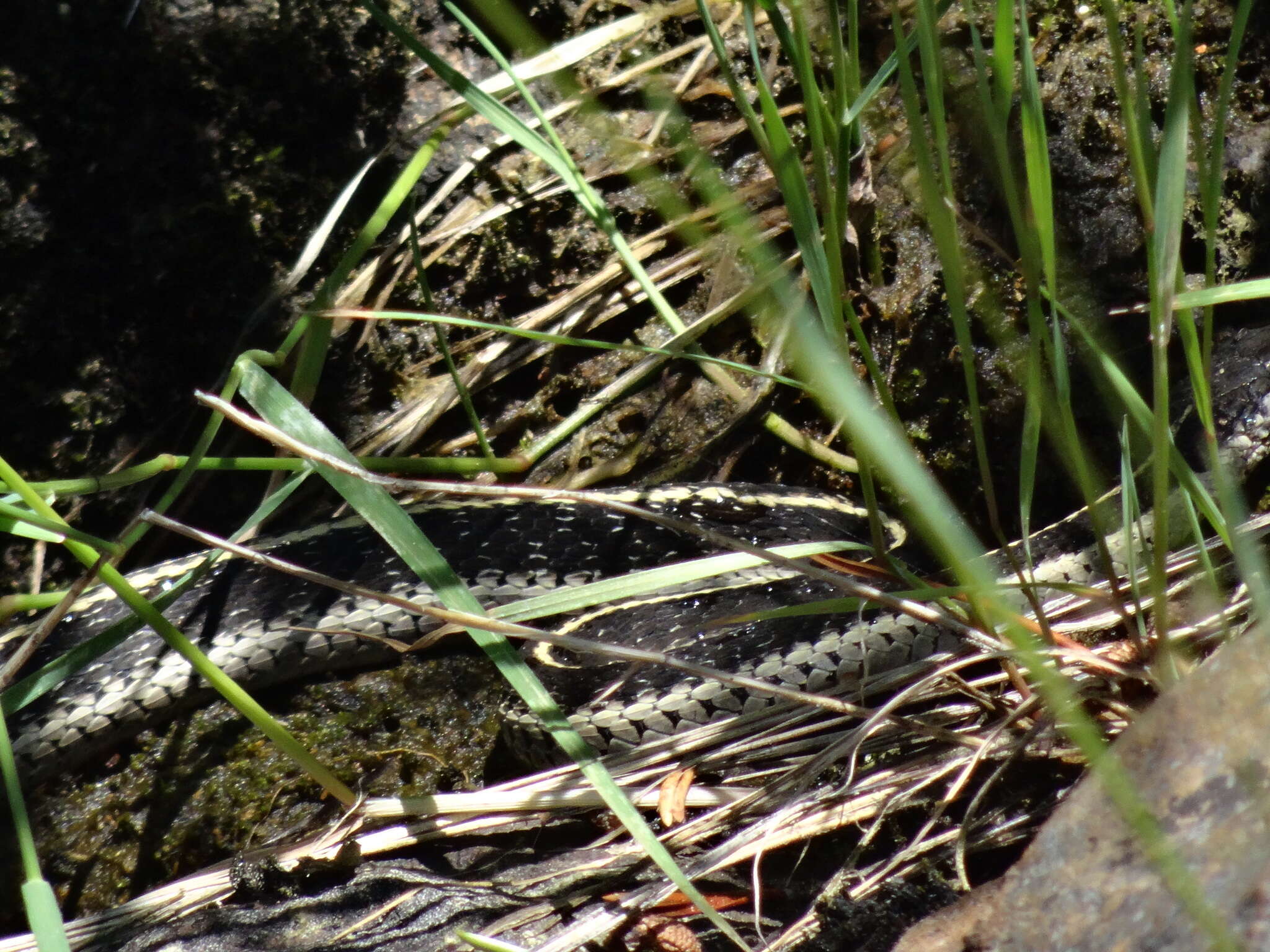 Sivun Thamnophis elegans elegans (Baird & Girard 1853) kuva