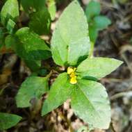 Calyptocarpus wendlandii Sch. Bip. resmi