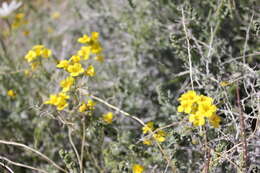 Image of Moapa bladderpod