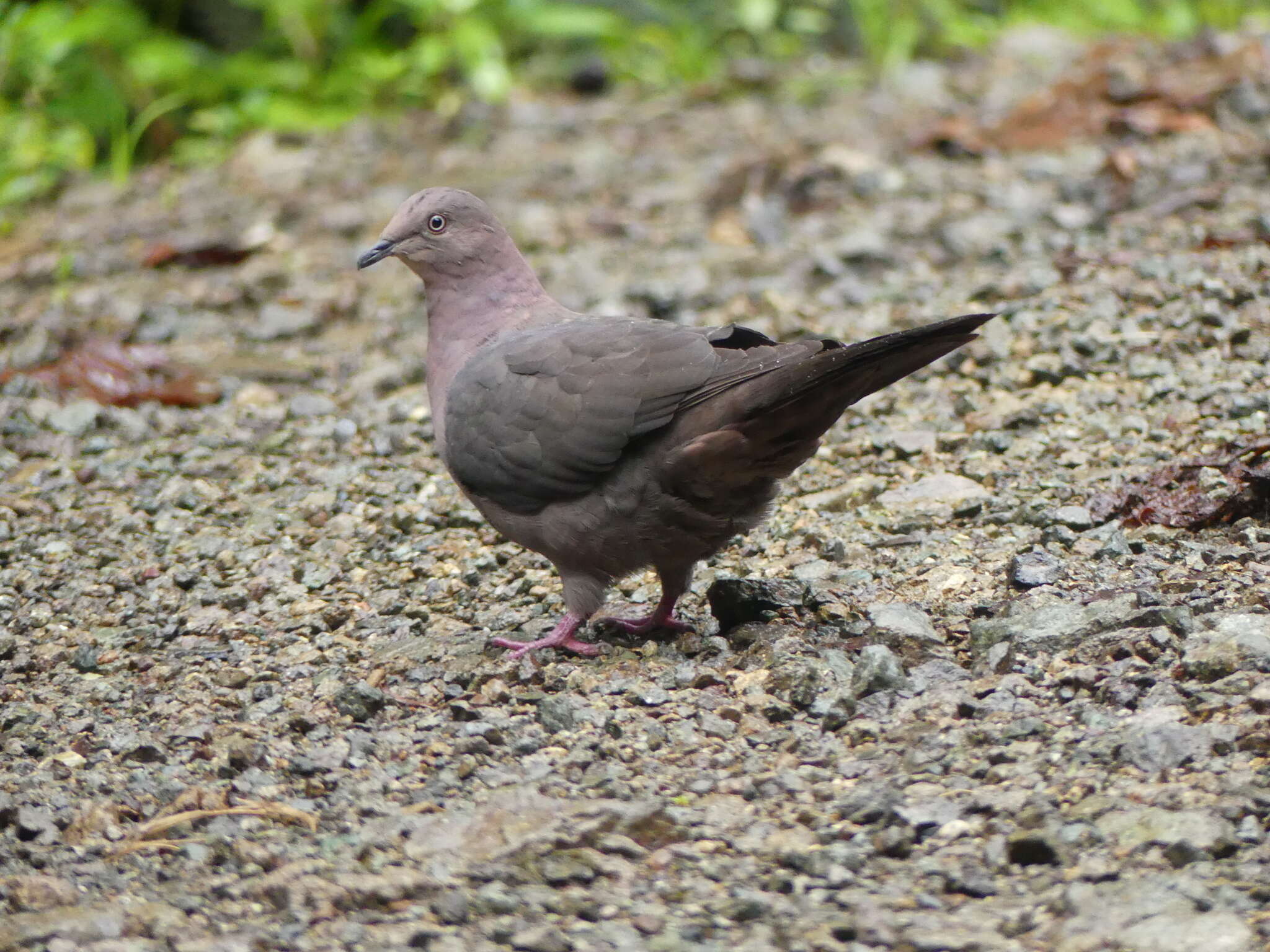 Image of Plumbeous Pigeon