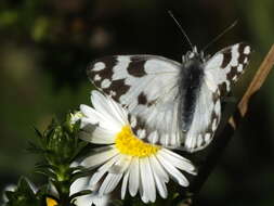 Image of Pontia helice (Linnaeus 1764)