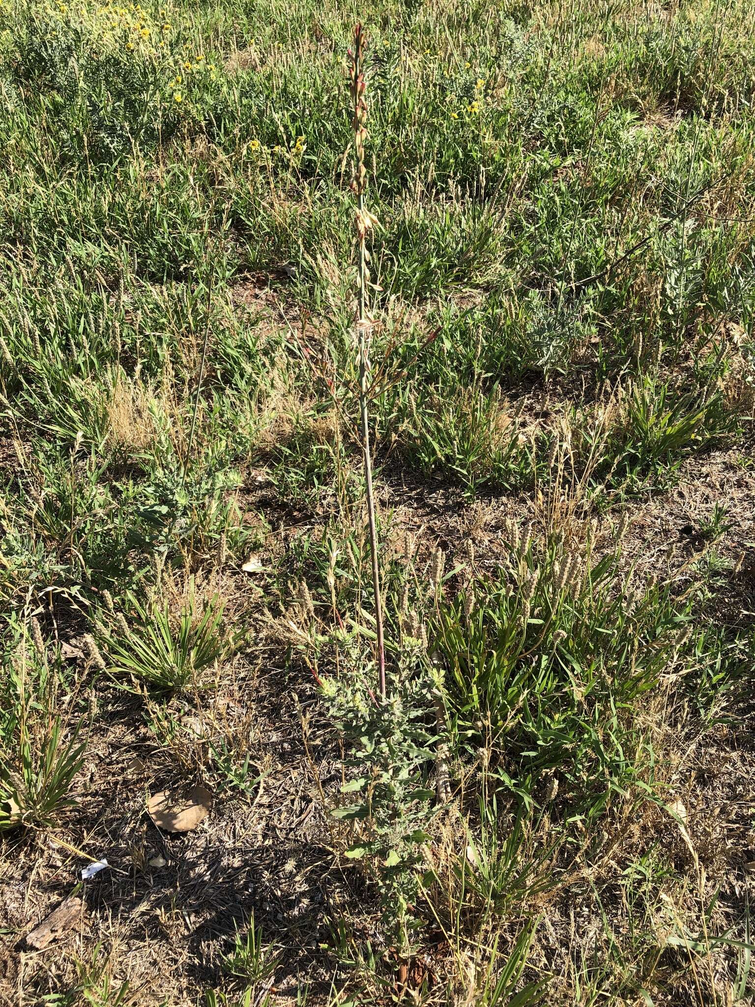 Слика од Oenothera cinerea (Wooton & Standl.) W. L. Wagner & Hoch