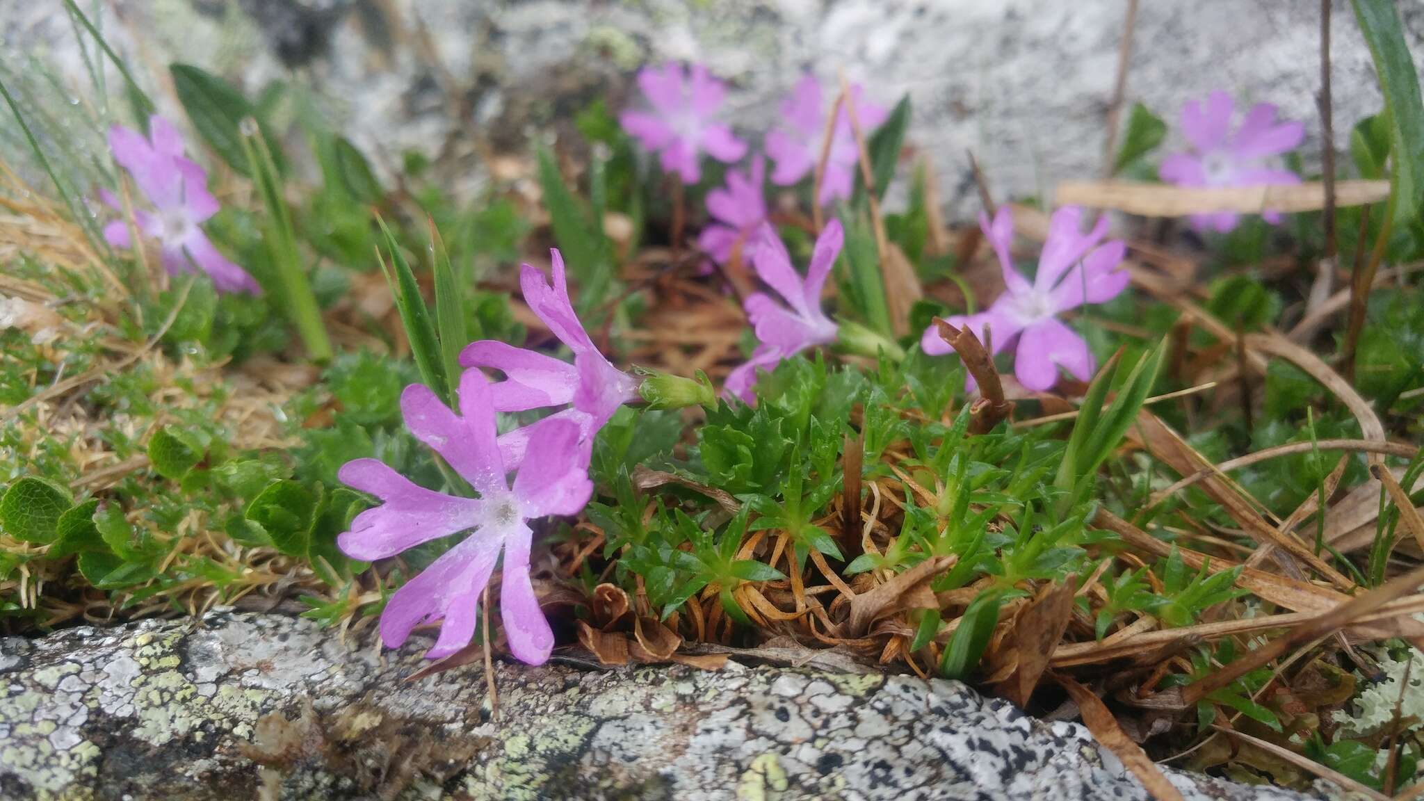 Image of Primula minima L.