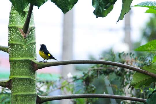 Image of Yellow-bellied Siskin