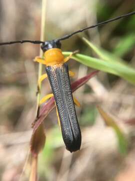 Image of Oberea walkeri Gahan 1894