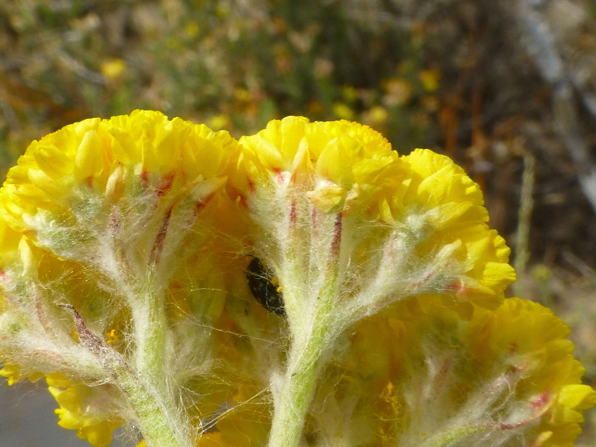 Image of Helichrysum moeserianum Thell.