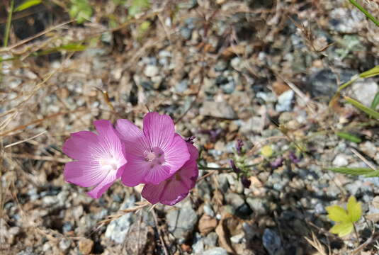 Image of dwarf checkerbloom