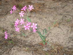 Atocion armeria var. lituanicum (Zapal.) Niketic & Stevan. resmi