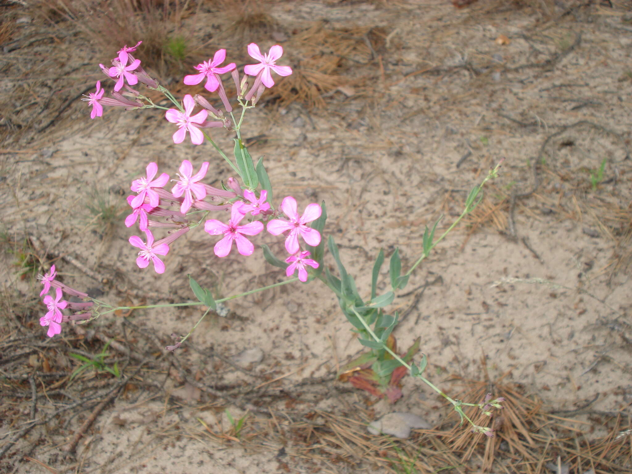 Atocion armeria var. lituanicum (Zapal.) Niketic & Stevan. resmi