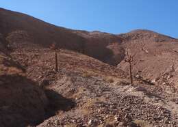 Image of Browningia candelaris (Meyen) Britton & Rose