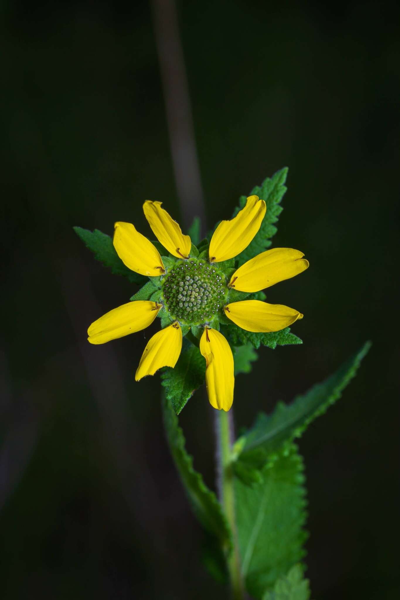 Image of Texas greeneyes