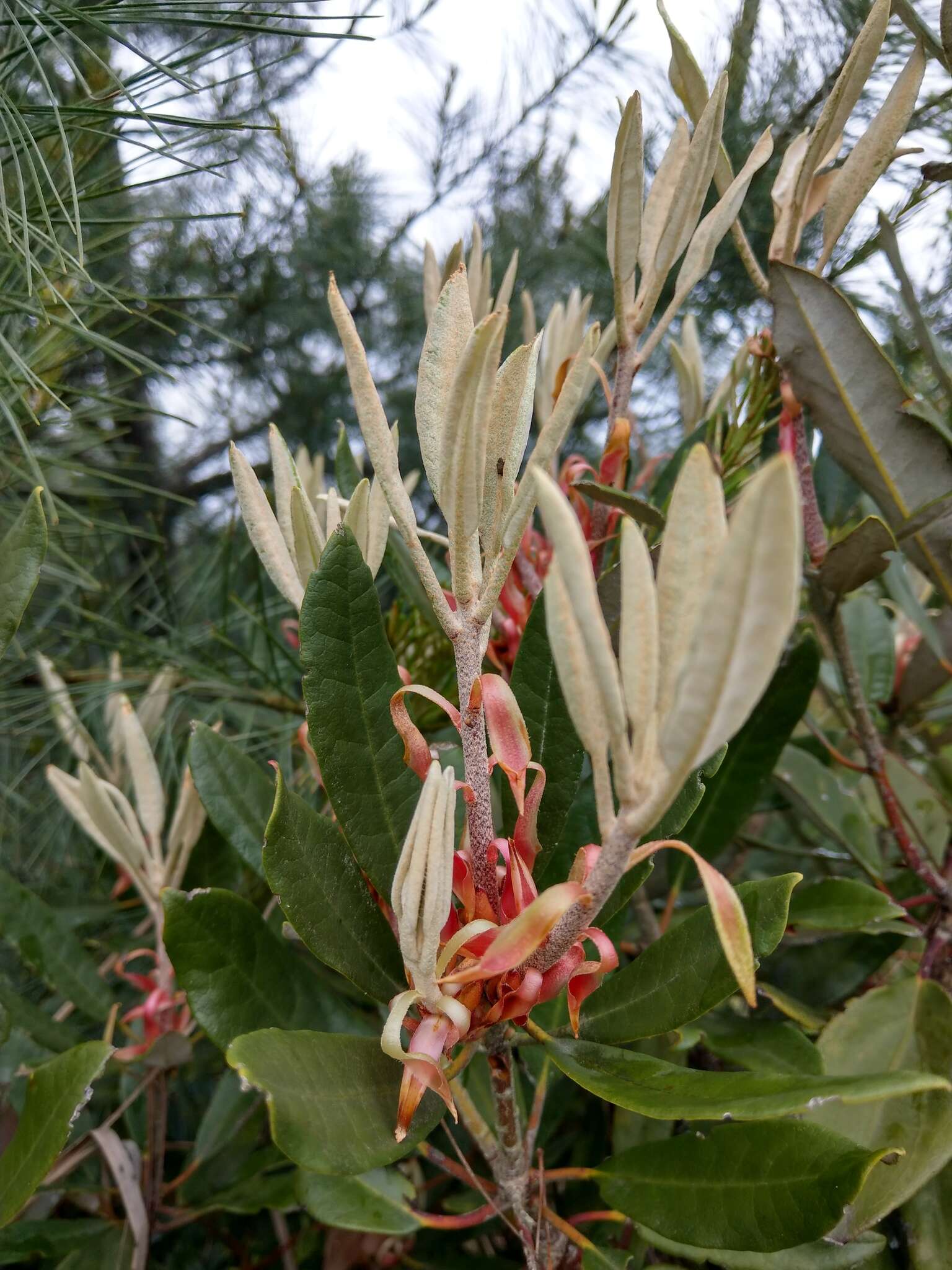 Слика од Rhododendron formosanum Hemsl.