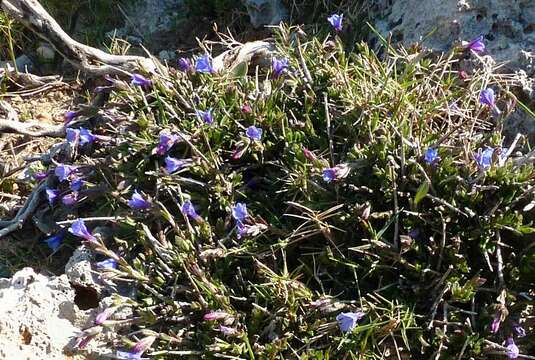 Image of Lithodora hispidula (Sm.) Griseb.