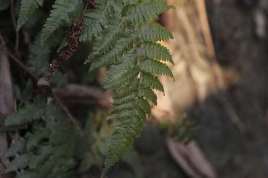 Image de Ctenitis eatonii (Bak.) Ching