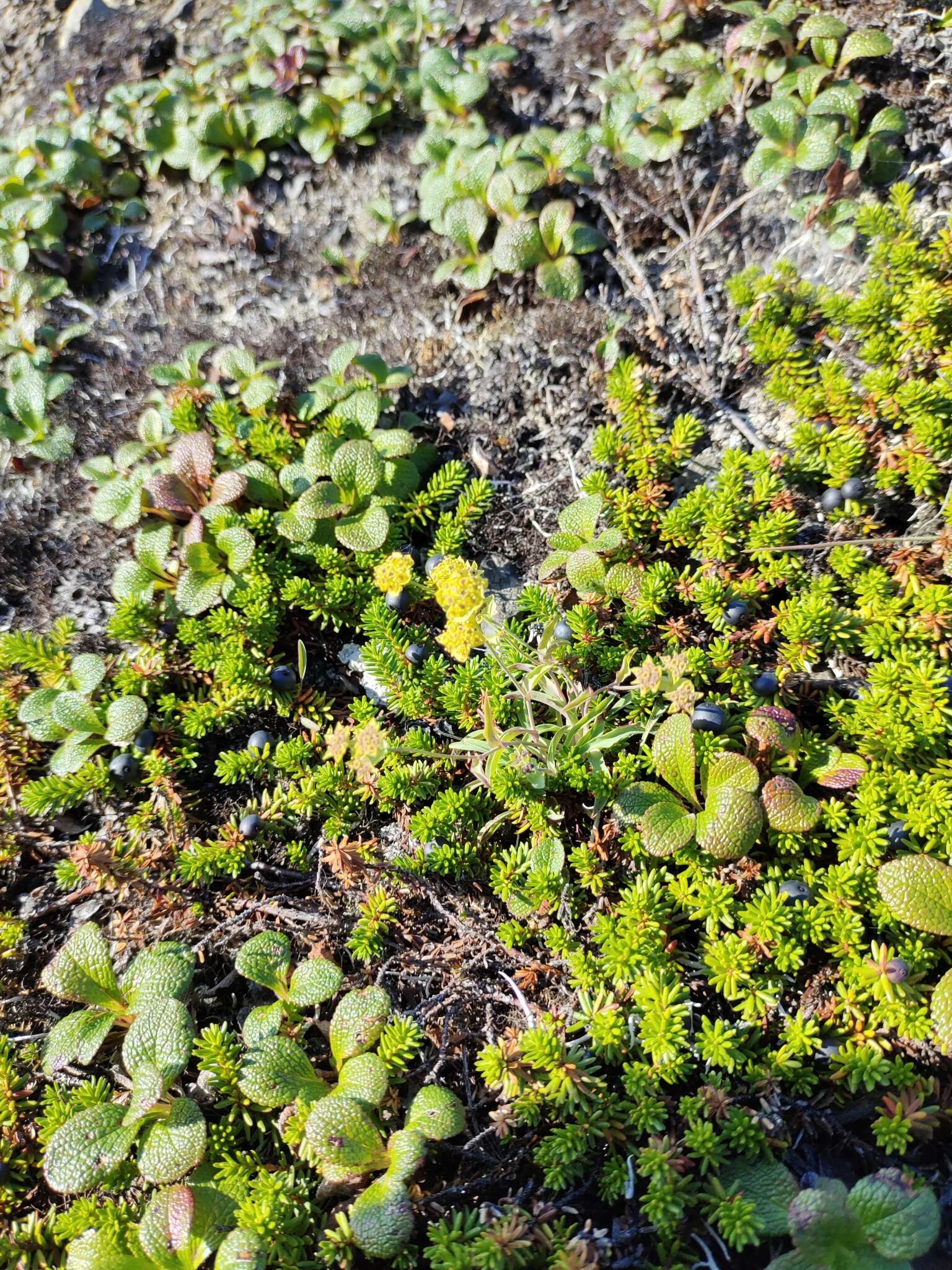 Image of Bupleurum triradiatum Adams ex Hoffm.