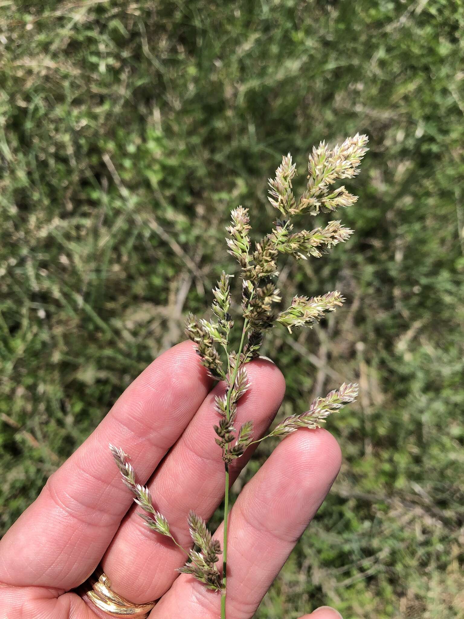 Imagem de Poa arachnifera Torr.