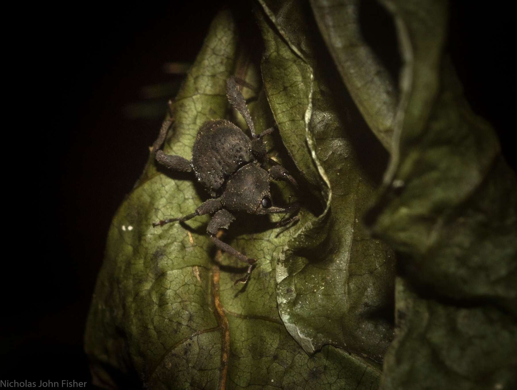 Image of Onidistus araneus Pascoe 1870