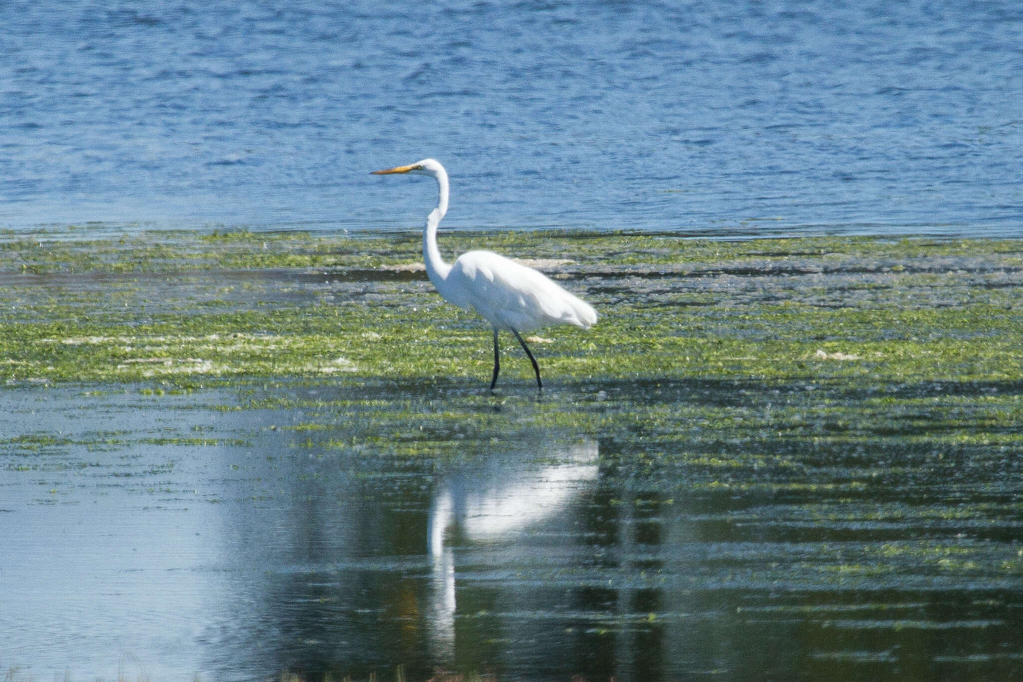 Image of Great Egret