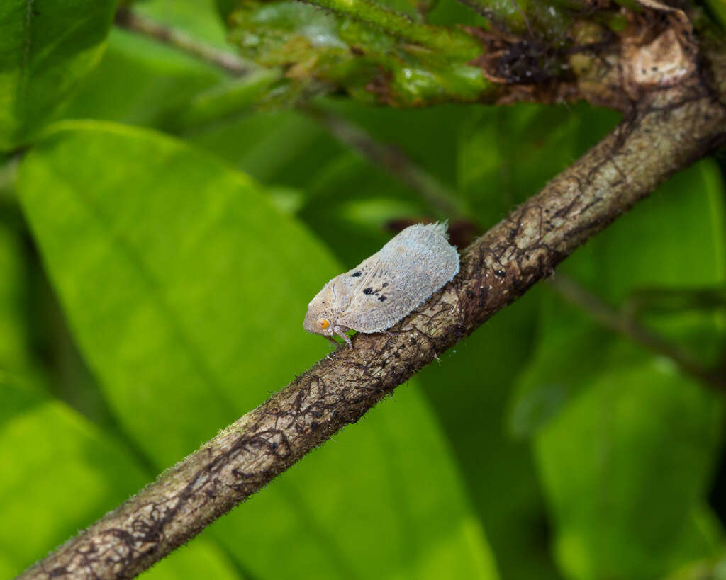 Image of Puerto rican planthopper