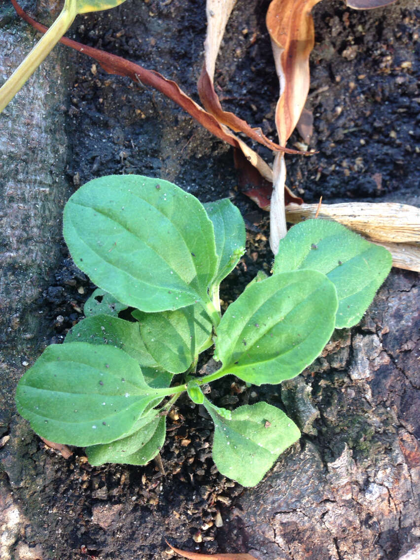 Plancia ëd Plantago maior