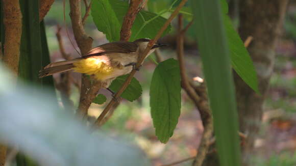 Image of Yellow-vented Bulbul