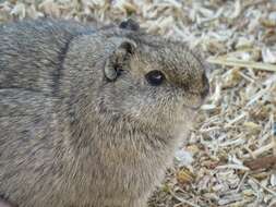 Image of Montane Guinea Pig