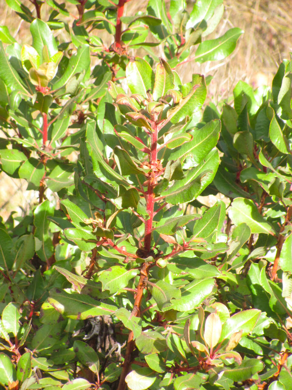 Image of Texas madrone