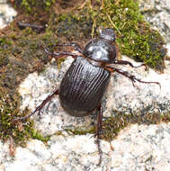 Image of Coscinocephalus cribrifrons (Schaeffer 1906)