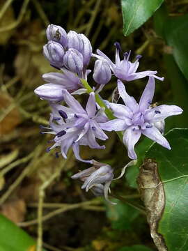 Image of Scilla lilio-hyacinthus L.