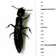 Image of Thyreocephalus orthodoxus (Olliff 1887)