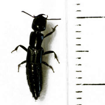 Image of Thyreocephalus