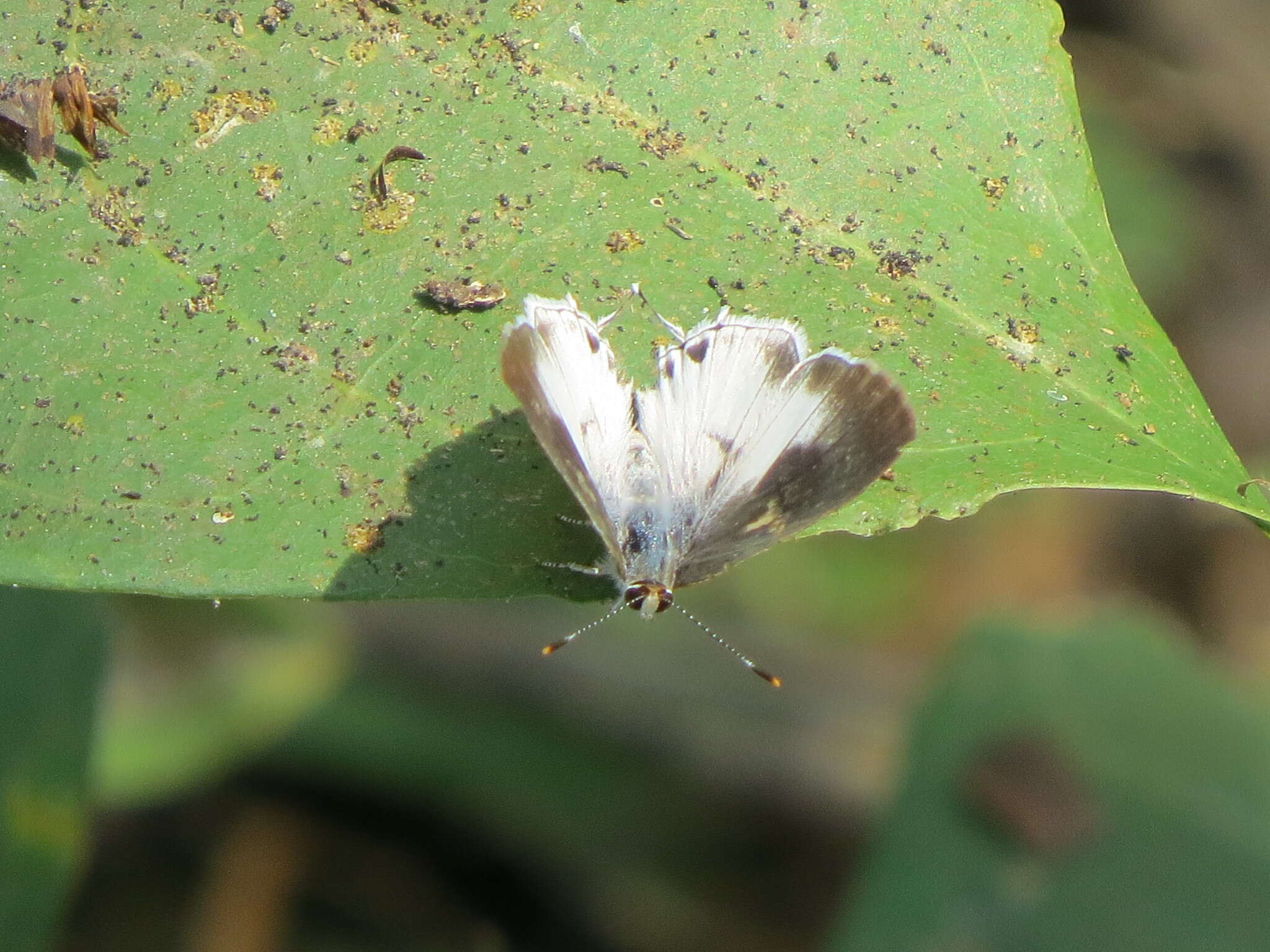 Image of White Scrub-Hairstreak