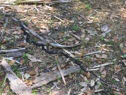 Image of Coluber constrictor helvigularis Auffenberg 1955